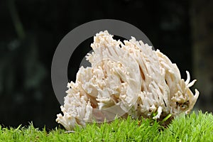 Upright Coral funghi.