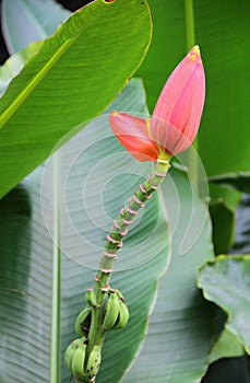 Upright Edible Banana