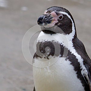 Upright Humboldt Penguin