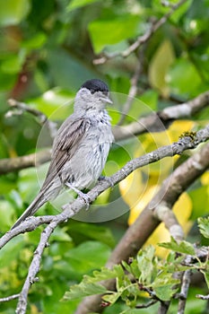 Upright male blackcap