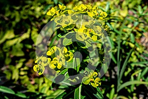 Upright Myrtle Spurge - Euphorbia Rigida photo