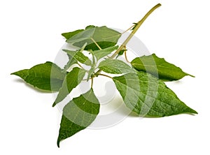 Upright pellitory plant