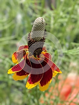 Upright Prairie Coneflower