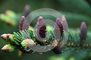 Norway Spruce tree branch with baby purple pinecones photo