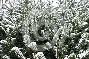 Upright shoots of yew covered with snow