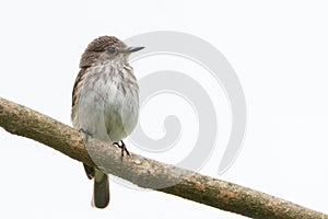 Upright spotted flycatcher