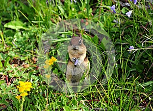 Upright Standing American Squirrel In A Meadow With Willdflowers