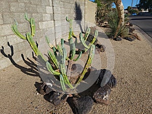 Upright Trichocereus Scopulicola Cactus in Xeriscaping photo