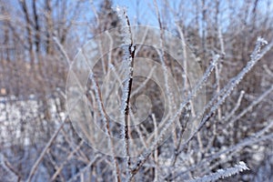 Upright twig covered with hoarfrost against blue sky in winter