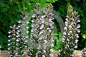 Upright white and purple flowers of Bear`s Breeches `Morning`s Candle