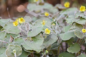 Upright wild ginger Saruma henryi plants with yellow flowers