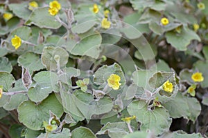 Upright wild ginger Saruma henryi yellow flowering plant