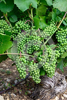 Upripe green grapes on champagne vineyards in Cote des Bar, south of Champange, France