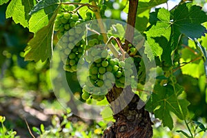 Upripe green grapes on champagne vineyards in Cote des Bar, south of Champange, France