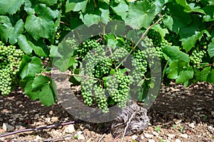 Upripe green grapes on champagne vineyards in Cote des Bar, south of Champange, France