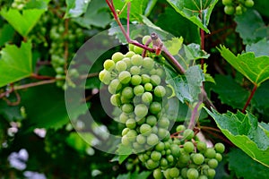 Upripe green grapes on champagne vineyards in Cote des Bar, south of Champange, France