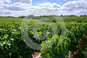 Upripe green grapes on champagne vineyards in Cote des Bar, south of Champange, France