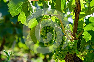 Upripe green grapes on champagne vineyards in Cote des Bar, south of Champange, France