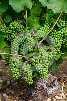 Upripe green grapes on champagne vineyards in Cote des Bar, south of Champange, France