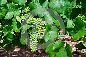 Upripe green grapes on champagne vineyards in Cote des Bar, south of Champange, France