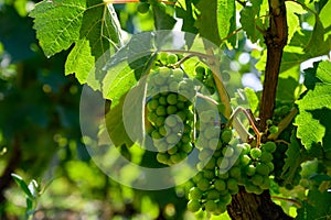 Upripe green grapes on champagne vineyards in Cote des Bar, south of Champange, France