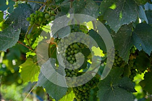 Upripe green grapes on champagne vineyards in Cote des Bar, south of Champange, France