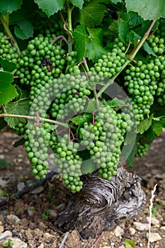 Upripe green grapes on champagne vineyards in Cote des Bar, south of Champange, France