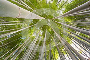 The uprisen angle of bamboo forest