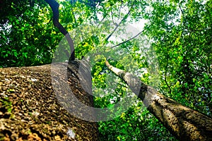 Uprisen view of big tree green leaf background