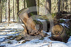 Uproot stumps photo