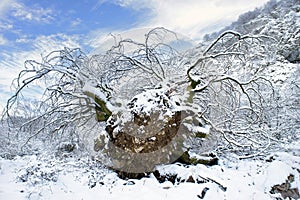 Uproot tree in snow photo