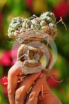 Uprooted cactus