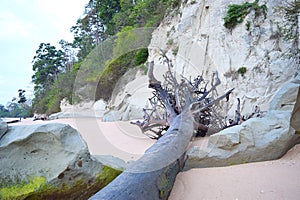 Uprooted Fallen Tree with Sedimentary Limestone Cliffs at Sandy Beach with Trees - Sitapur, Neil Island, Andaman Islands, India