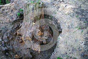 An uprooted large pine stump lies in a hole.