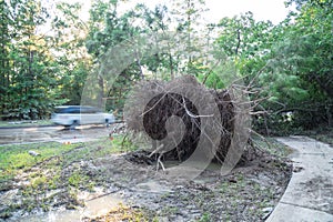 Uprooted Oak Tree