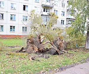 Uprooted poplar after Hurricane Zelenogorsk