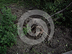 Uprooted root of a fallen large tree from a hurricane