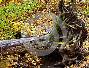 Uprooted Tree