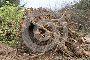 Uprooted tree