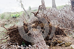 Uprooted tree