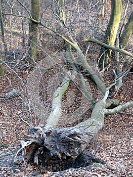 Uprooted tree