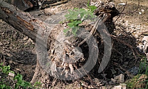 Uprooted Tree