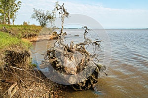 Uprooted tree