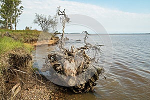 Uprooted tree