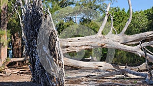 Uprooted tree on Beach