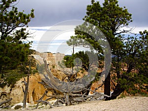 Uprooted tree at Bryce Canyon