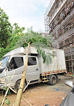 Uprooted tree on car