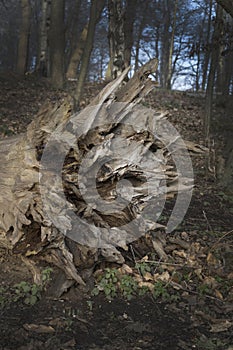 Uprooted tree damaged by storm