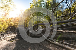 Uprooted tree. Fallen tree in magical scenic forest. Natural background. Reinhardswald - germany