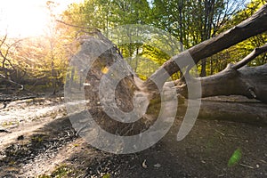 Uprooted tree. Fallen tree in magical scenic forest. Natural background. Reinhardswald - germany